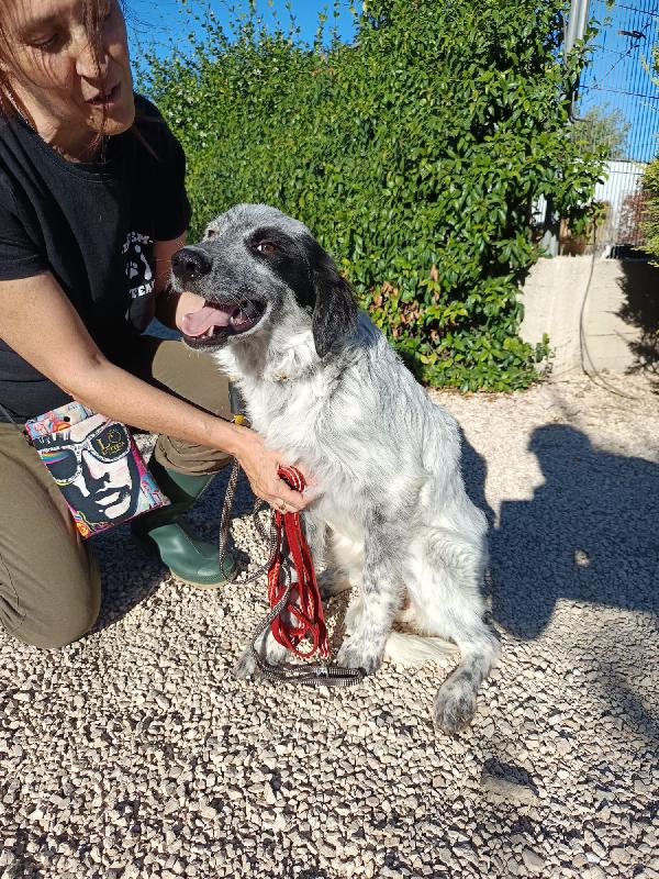 Elvis Mix Setter 7 Mesi